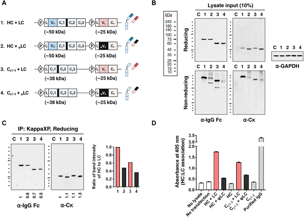The key factors in IgG1 secretion are CH-CL pairing and VL domain integrity