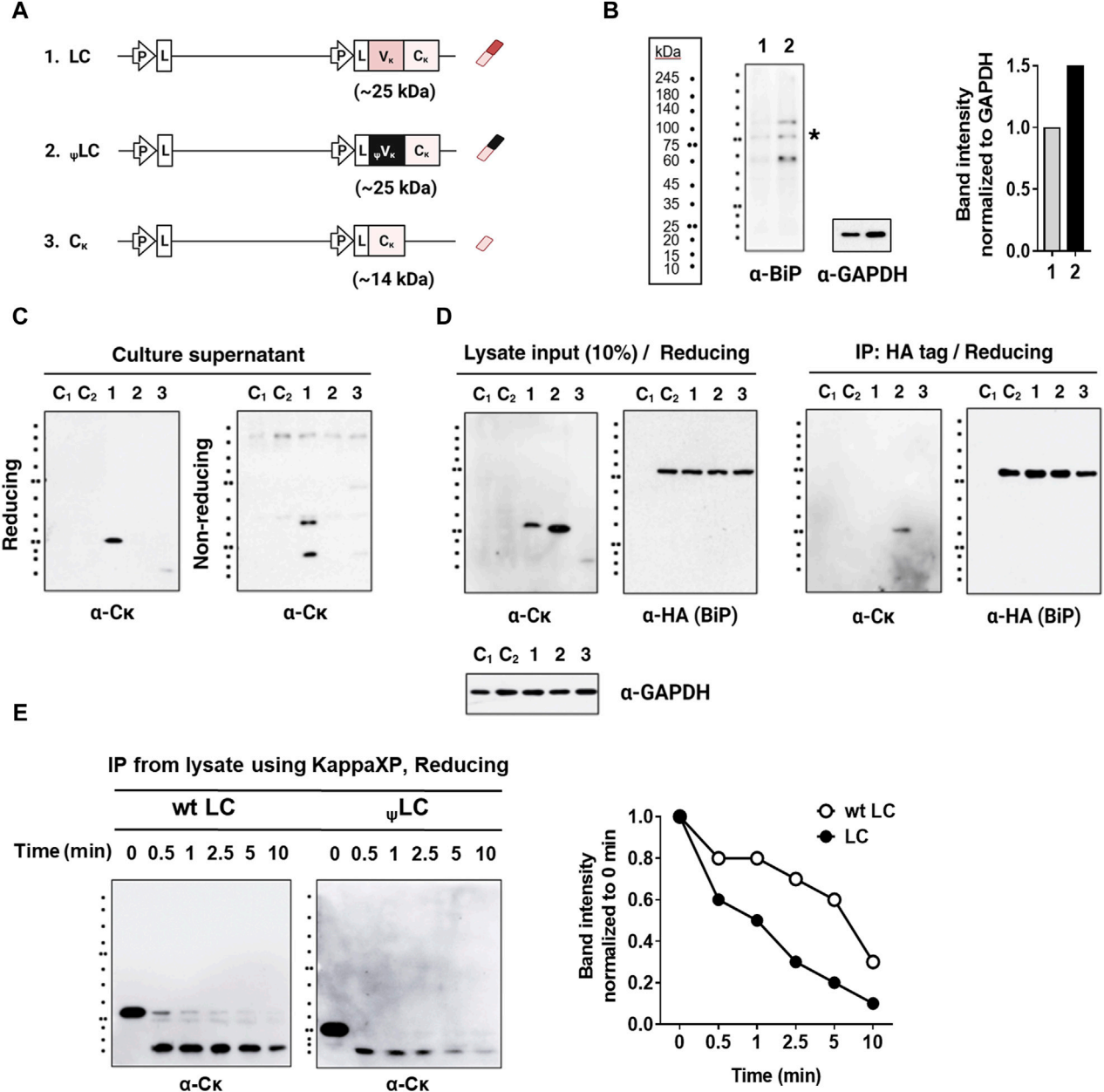 The key factors in IgG1 secretion are CH-CL pairing and VL domain integrity