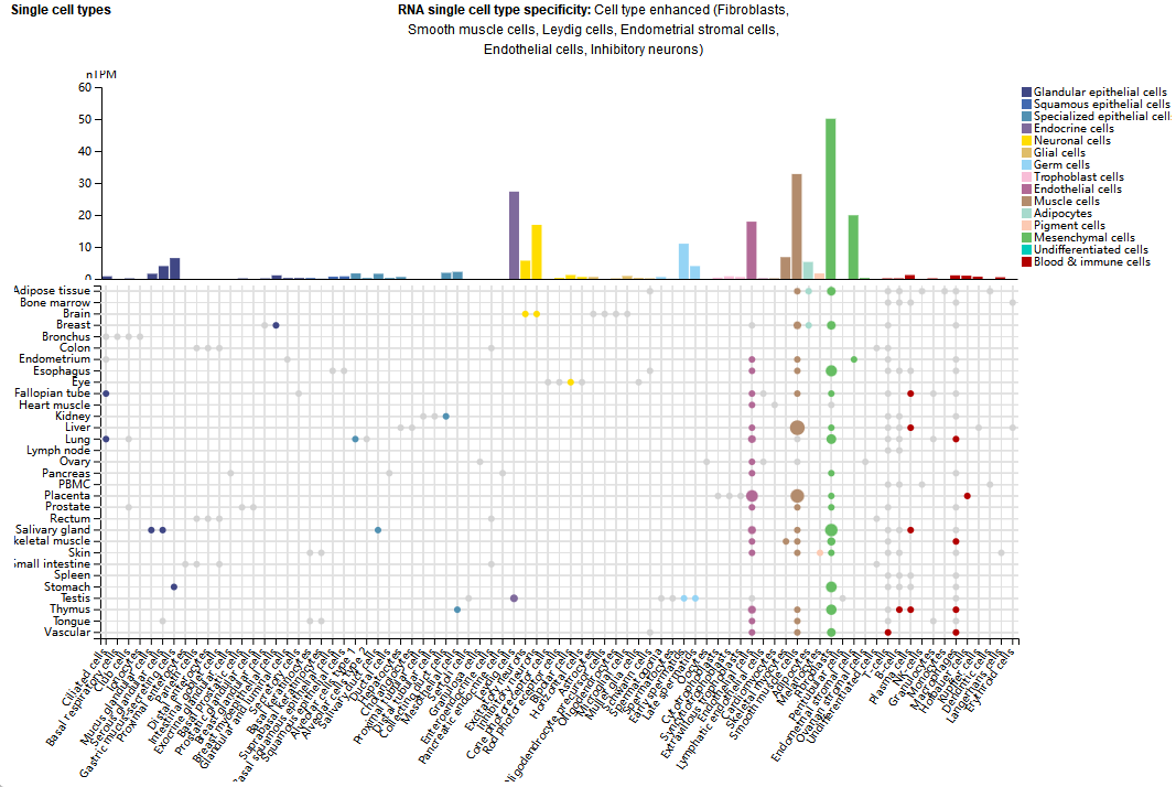 The key regulator of angiogenesis RSPO3