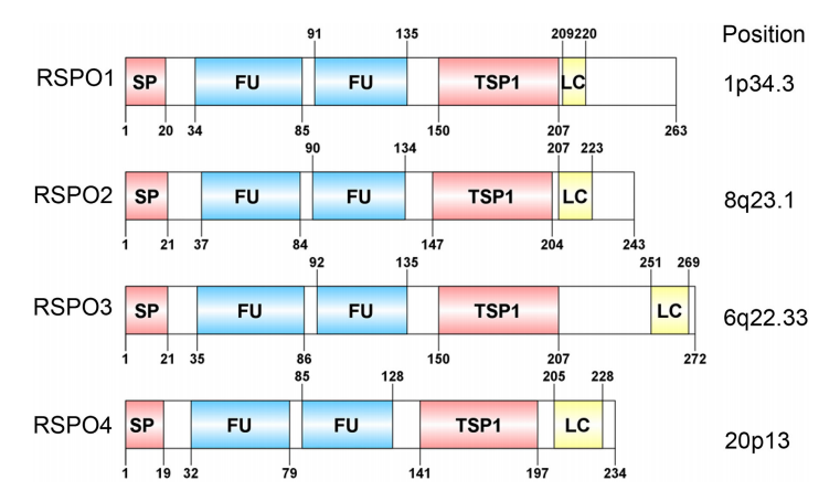 The key regulator of angiogenesis RSPO3