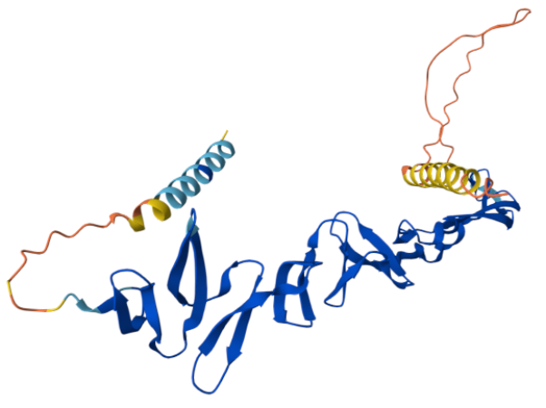 The key regulator of angiogenesis RSPO3