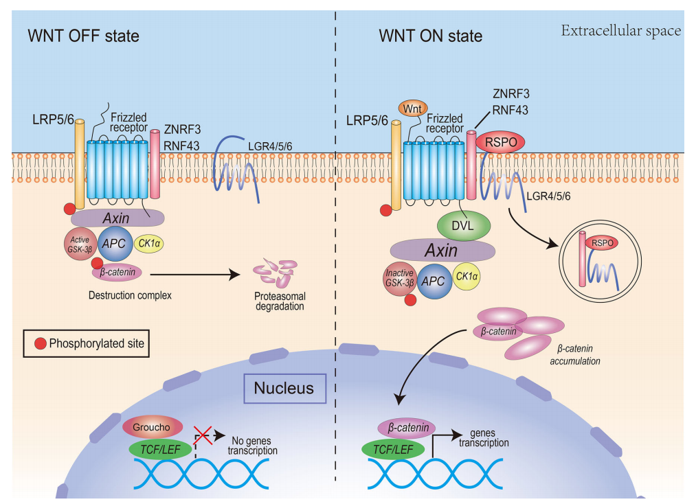 The key regulator of angiogenesis RSPO3