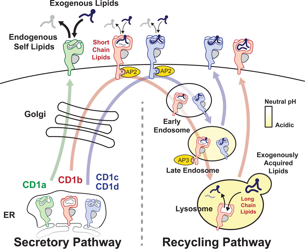 The lipid antigen presenting molecule CD1a