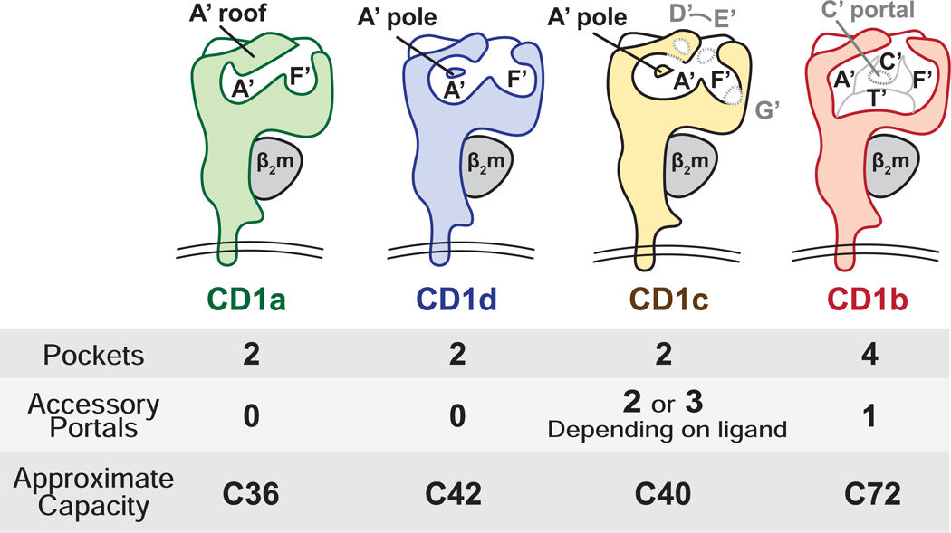 The lipid antigen presenting molecule CD1a