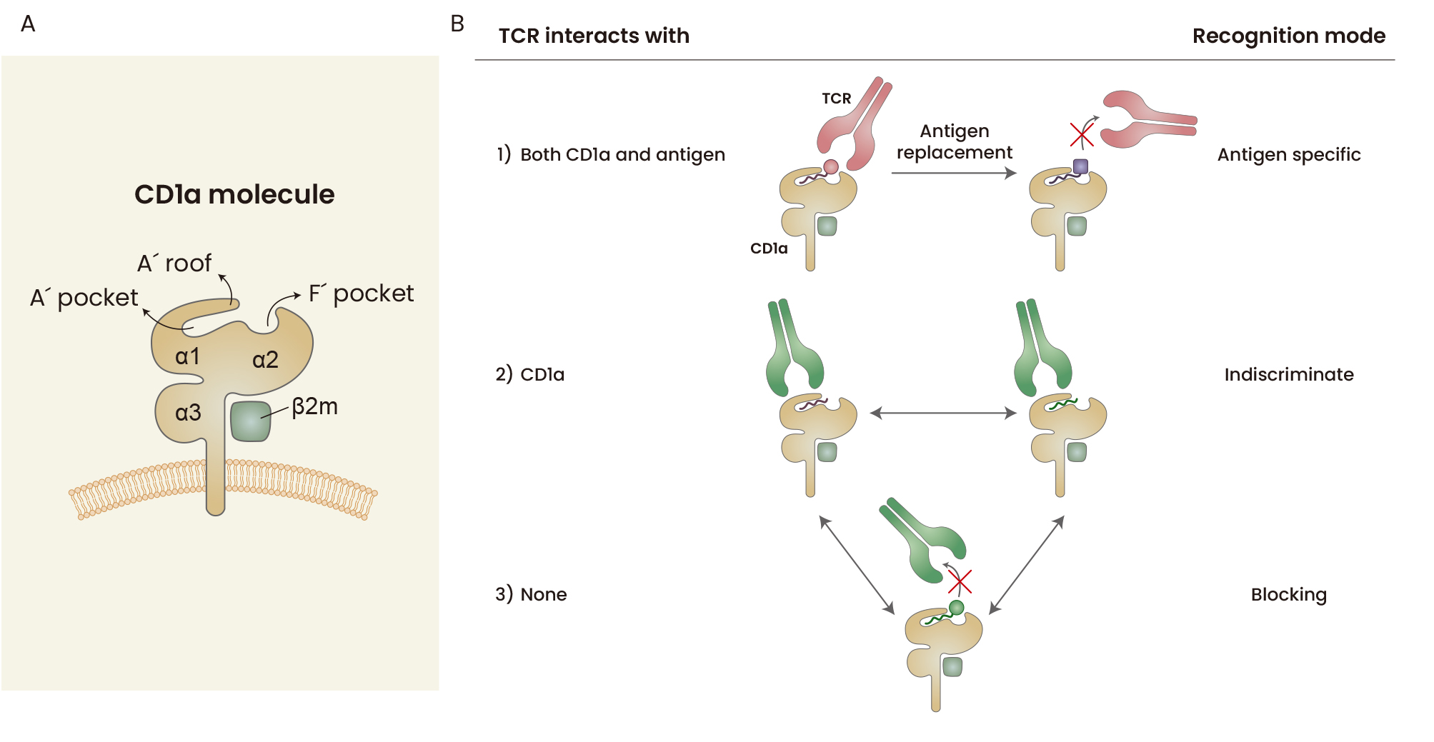 The lipid antigen presenting molecule CD1a