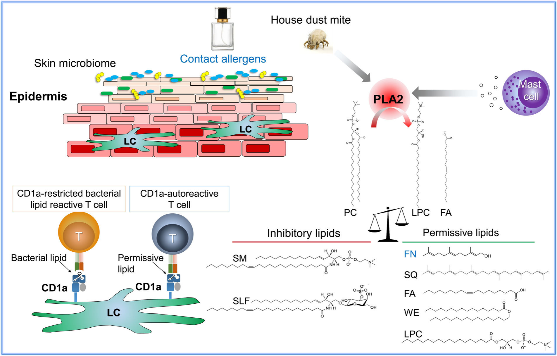 The lipid antigen presenting molecule CD1a