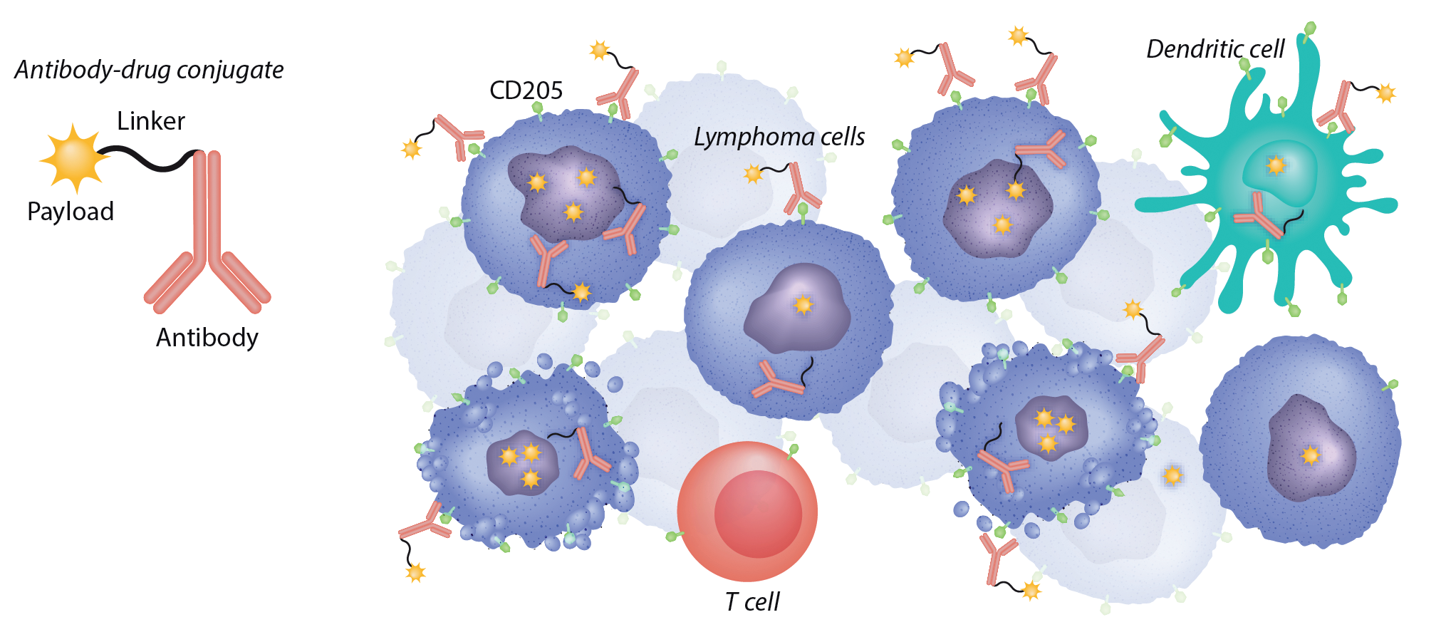 The lymphocyte antigen CD205 The lymphocyte antigen CD205