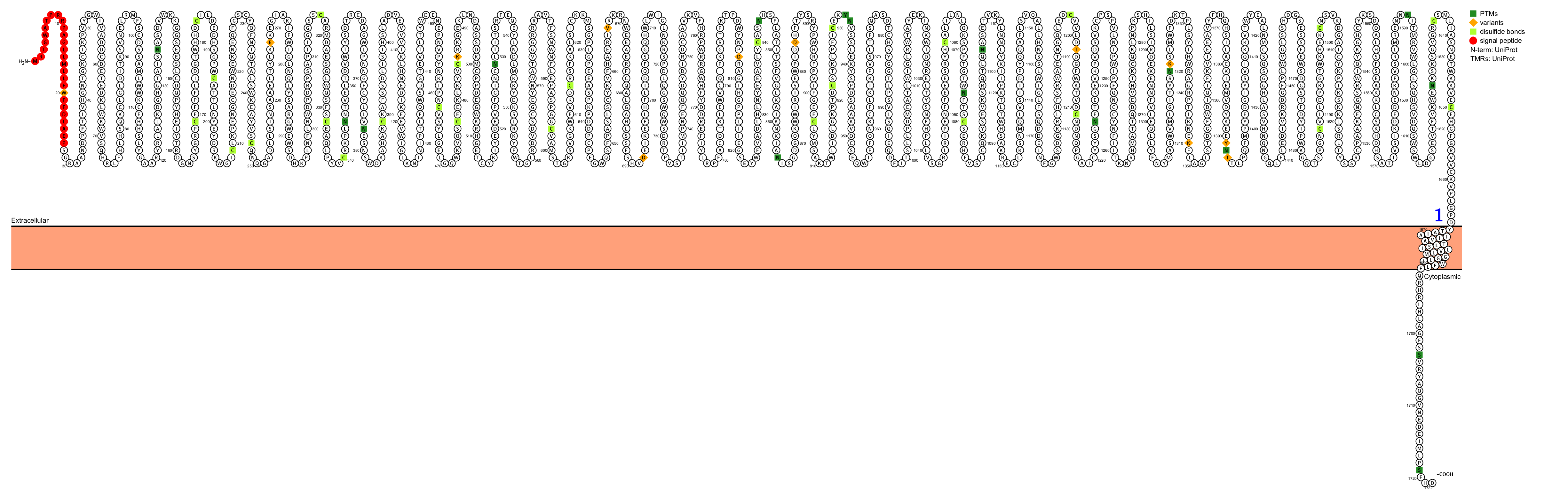 The lymphocyte antigen CD205 The lymphocyte antigen CD205