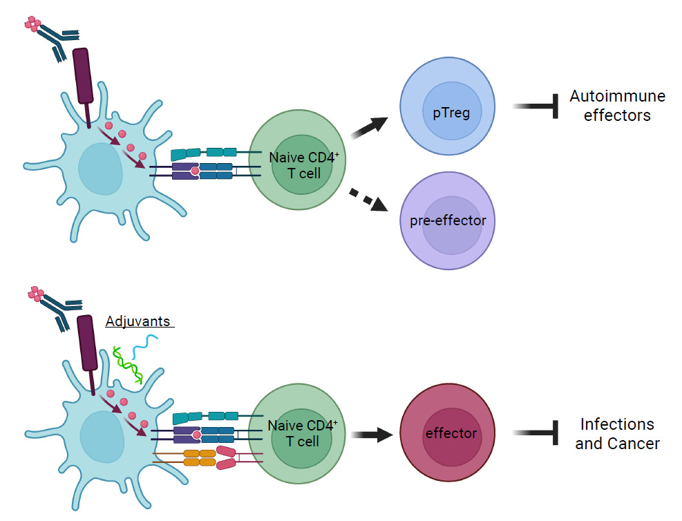 The lymphocyte antigen CD205 The lymphocyte antigen CD205