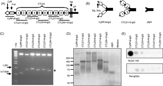 The lymphocyte antigen CD205 The lymphocyte antigen CD205