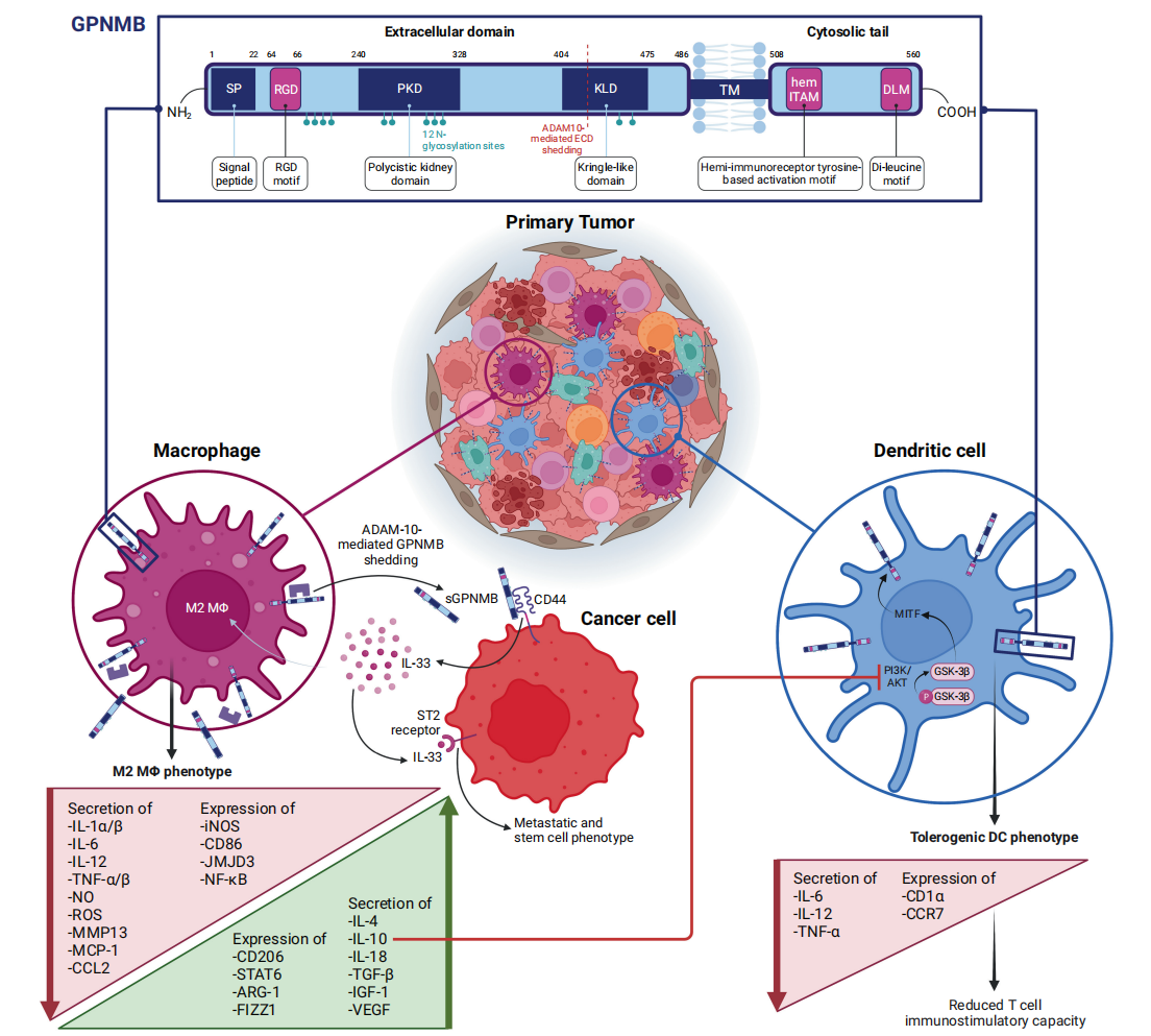 The melanogenic enzyme GPNMB