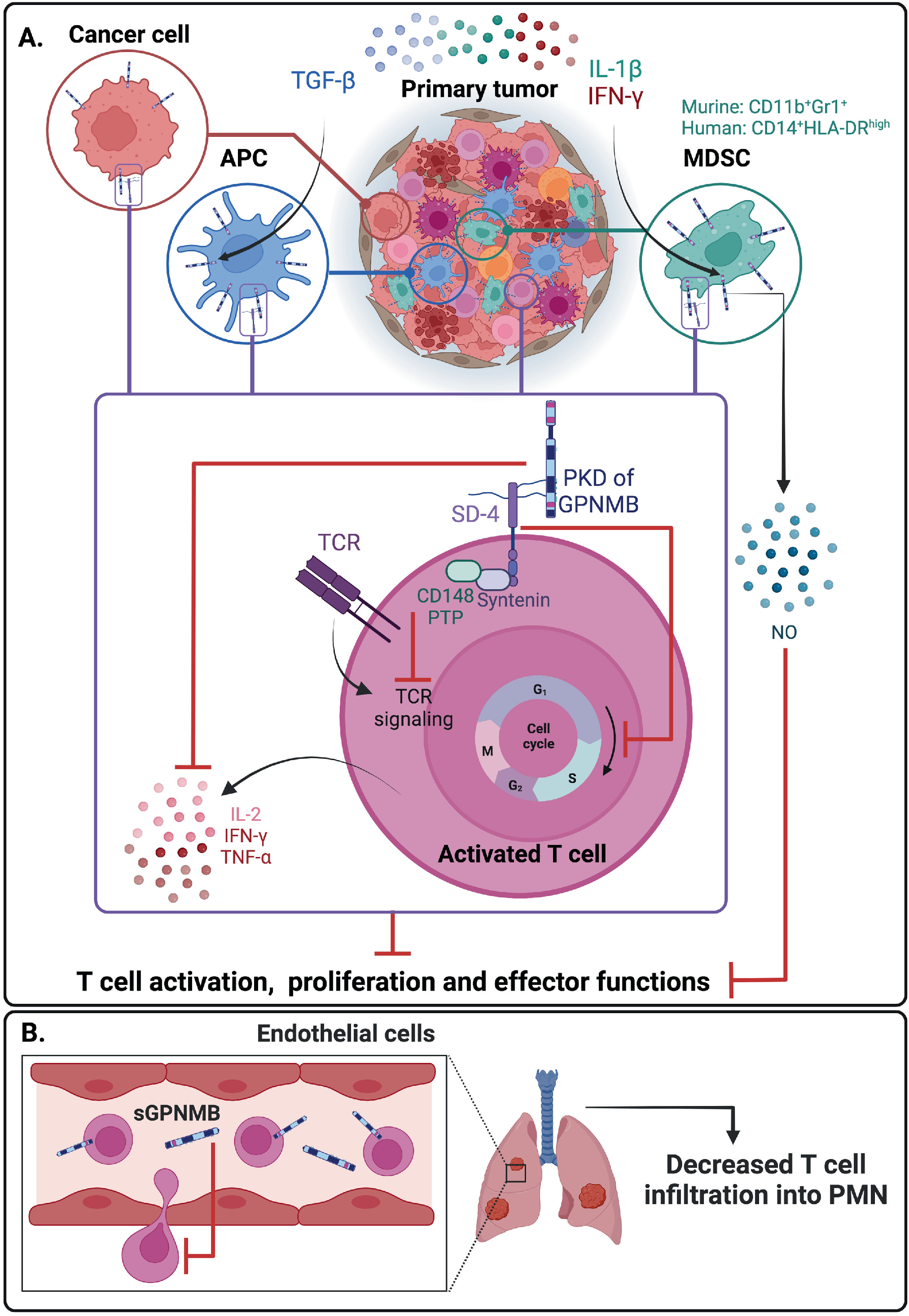 The melanogenic enzyme GPNMB