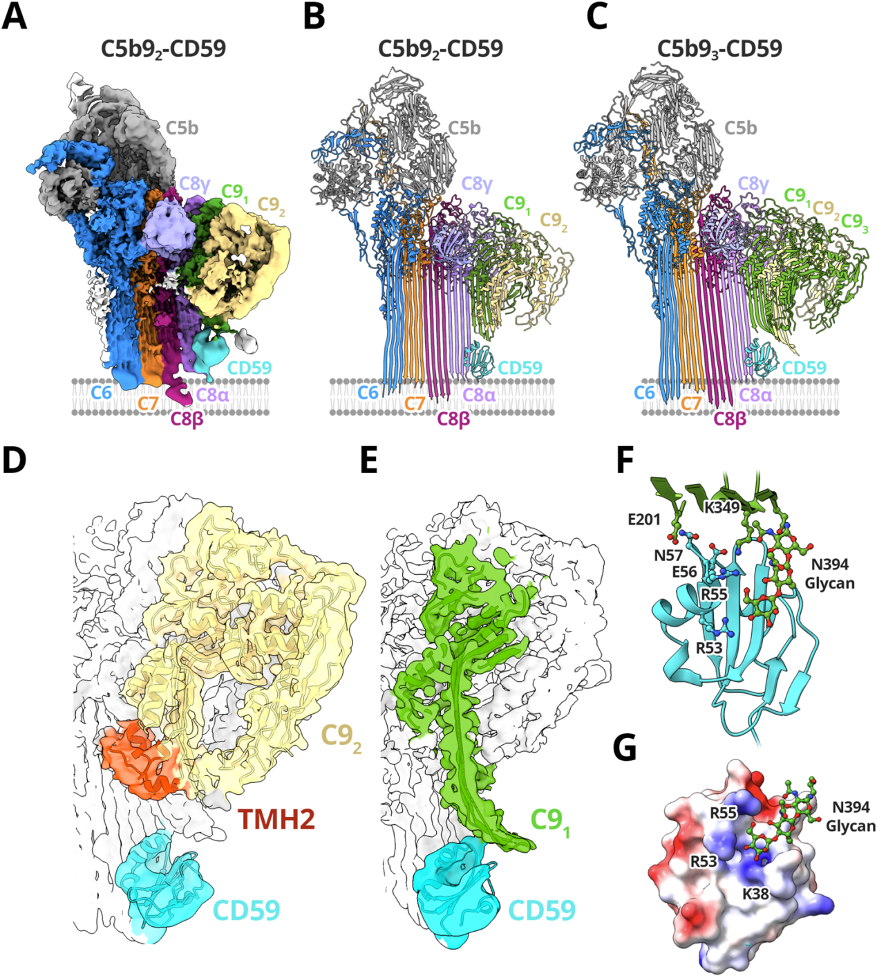 The membrane attack complex inhibitor CD59