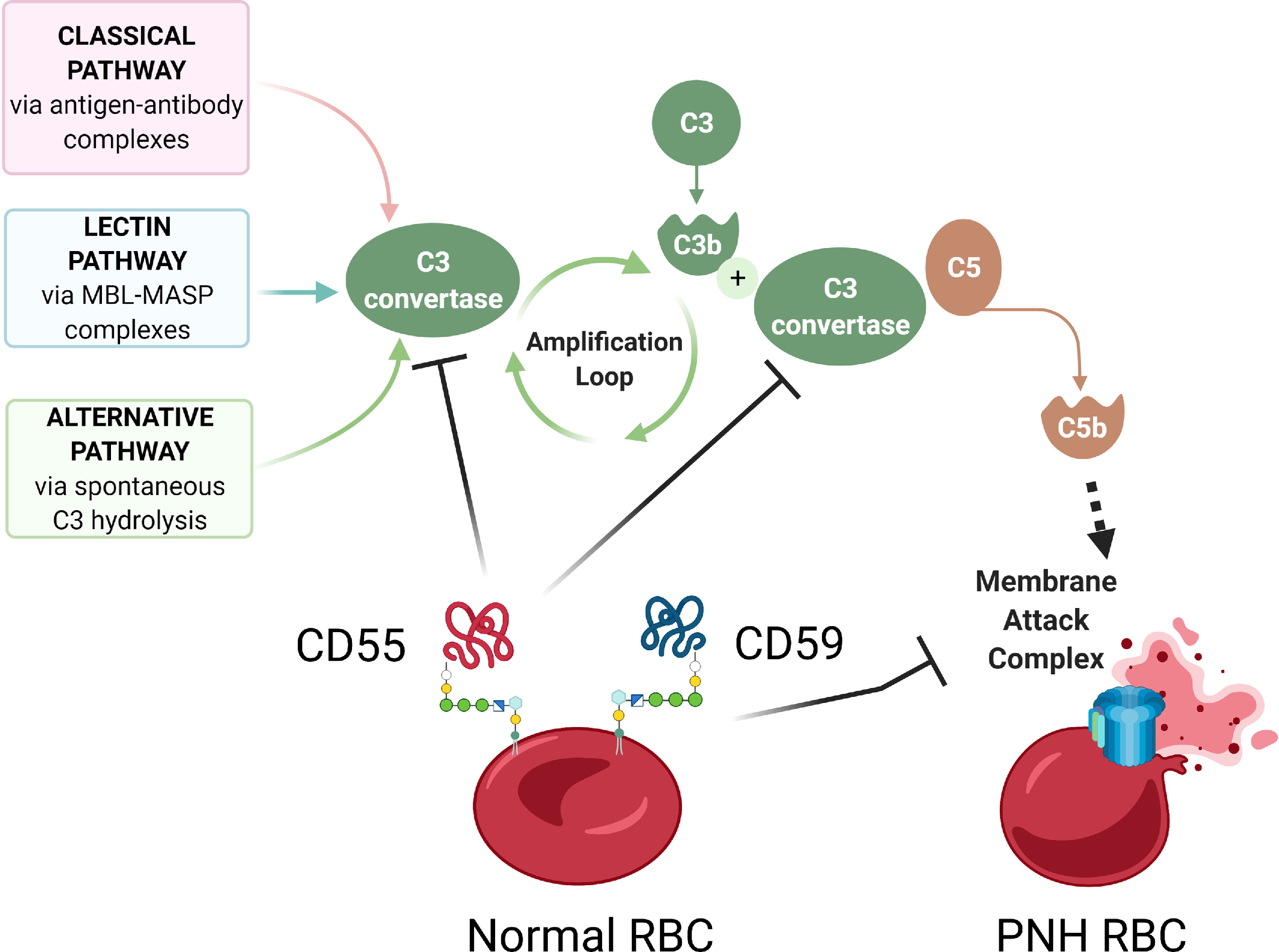 The membrane attack complex inhibitor CD59