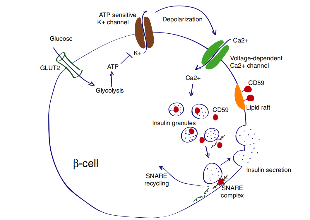 The membrane attack complex inhibitor CD59