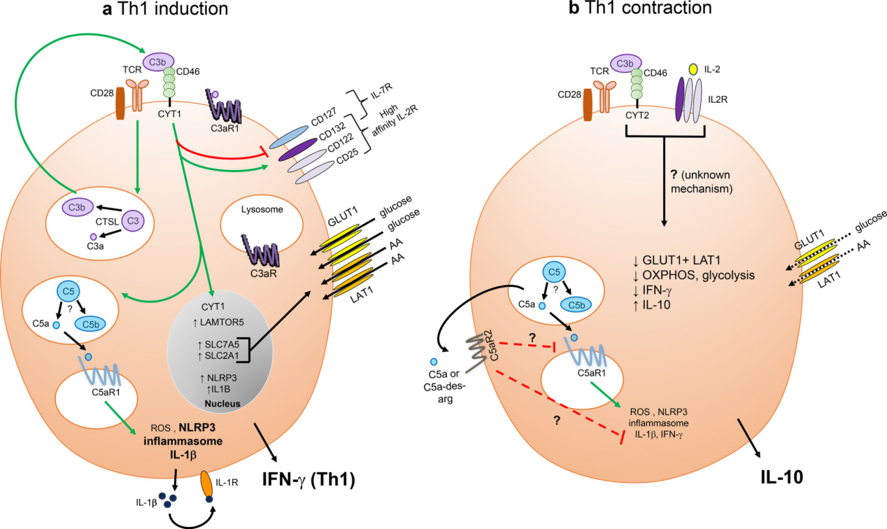 The multiverse of CD46 and oncologic interactions