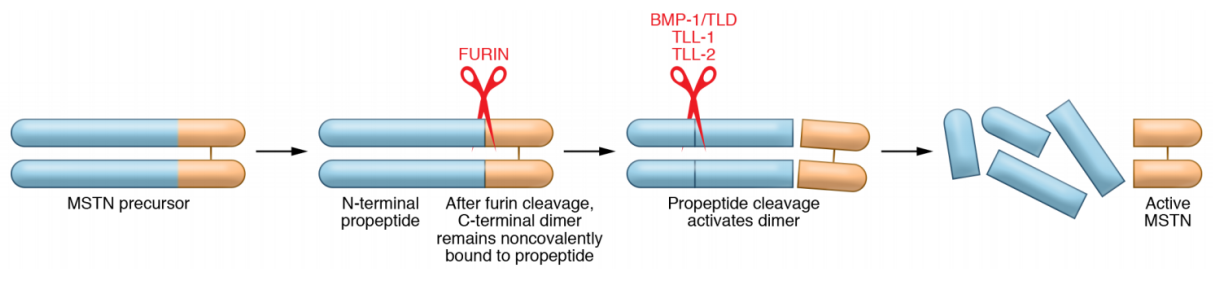 The myogenesis inhibitory factor MSTN