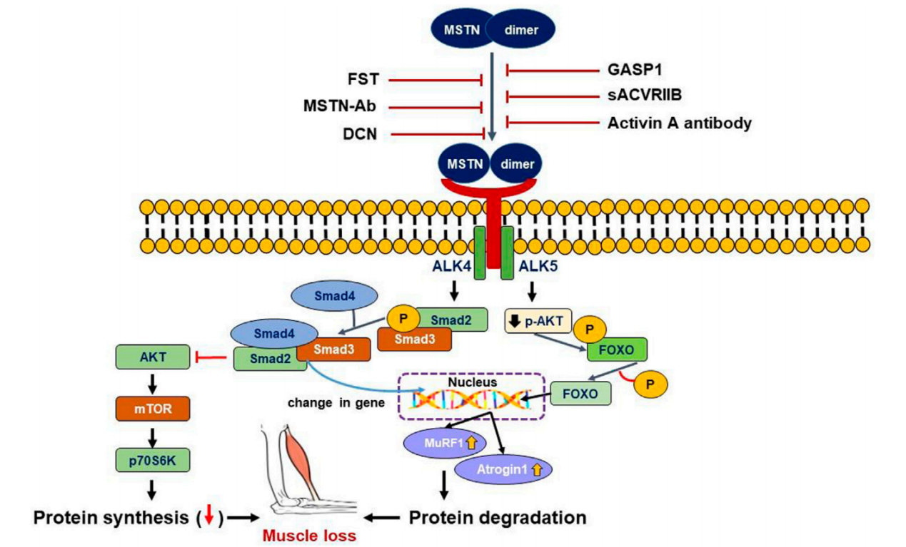 The myogenesis inhibitory factor MSTN