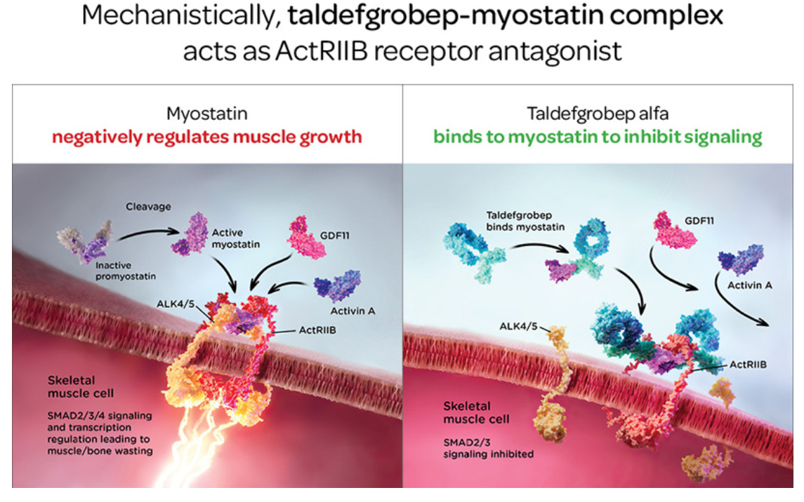 The myogenesis inhibitory factor MSTN