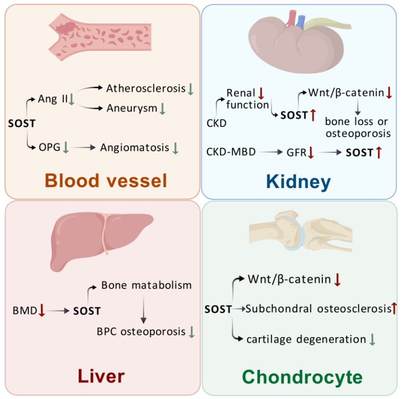 The osteogenesis inhibitor SOST