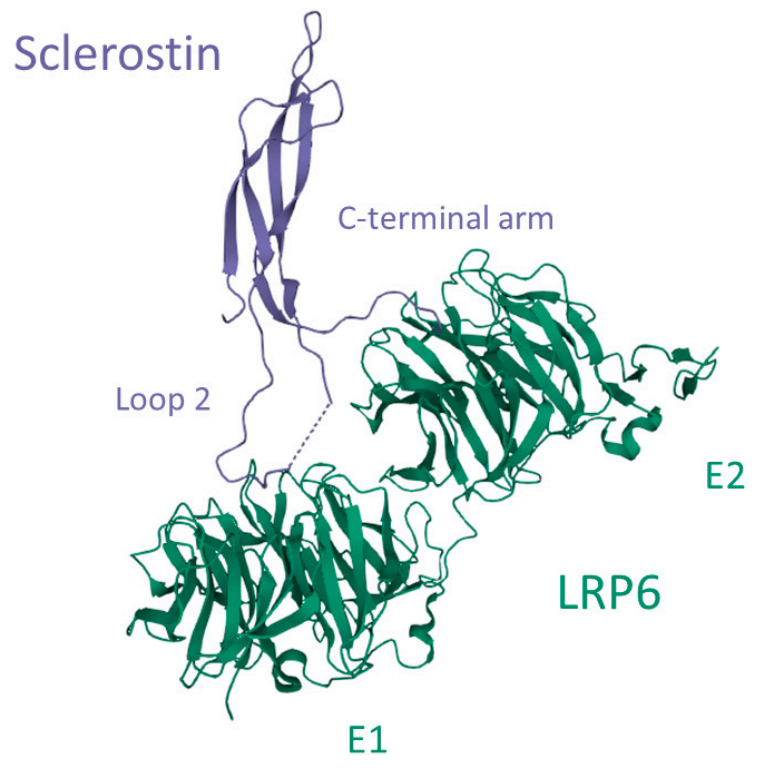 The osteogenesis inhibitor SOST