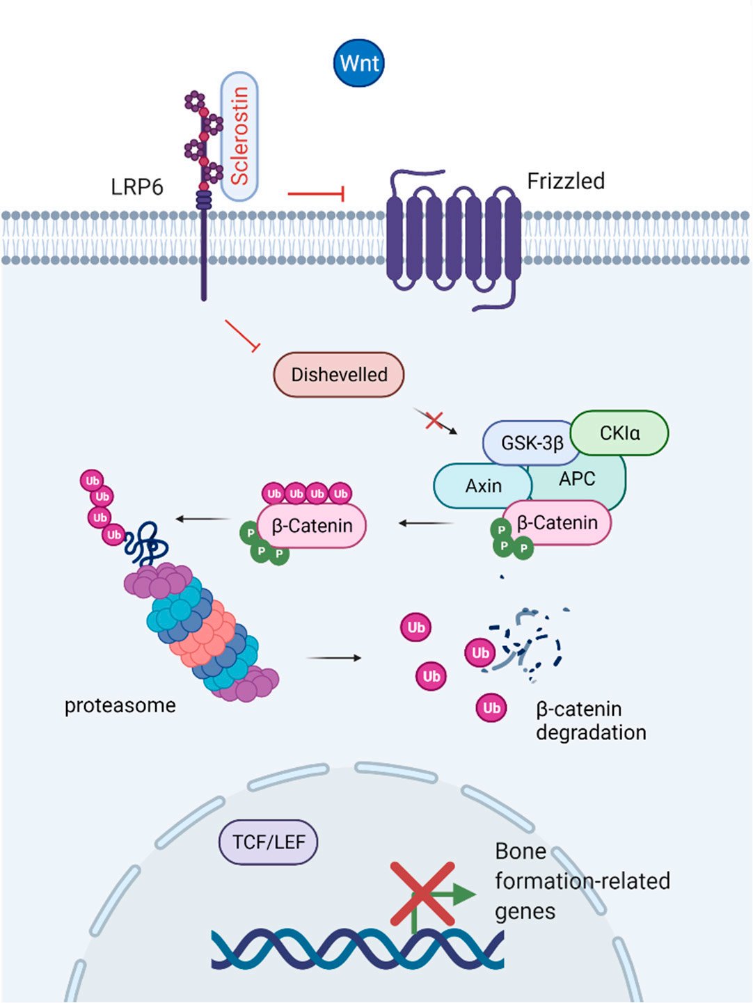The osteogenesis inhibitor SOST