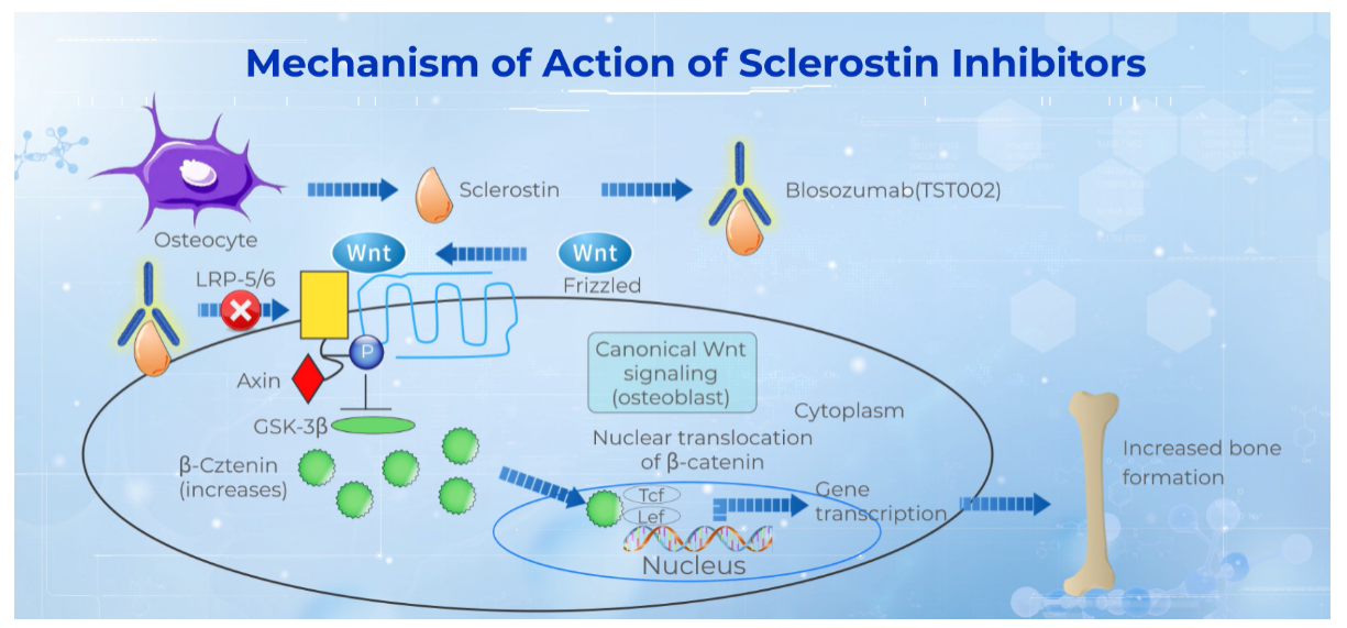 The osteogenesis inhibitor SOST