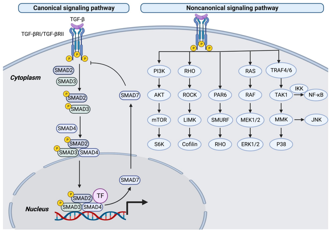 The pleiotropic cytokine TGFB