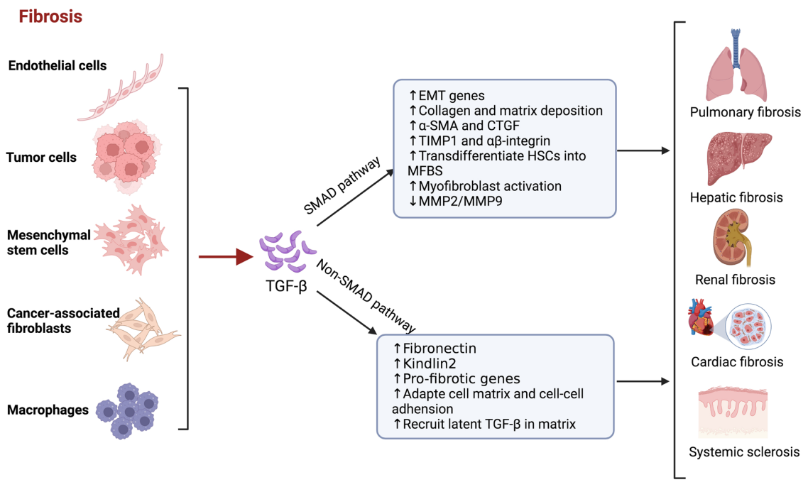 The pleiotropic cytokine TGFB