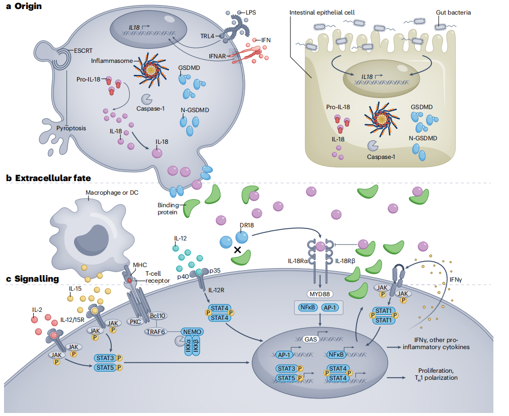 The proinflammatory cytokine IL18