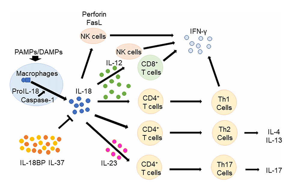 The proinflammatory cytokine IL18