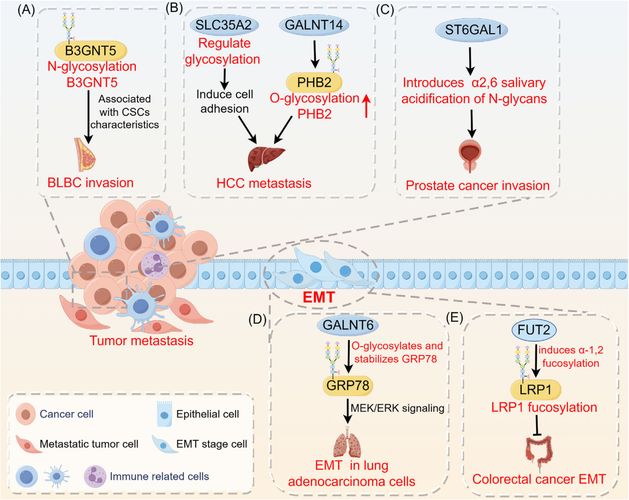 The role of glycosylation in cancer and clinical therapy