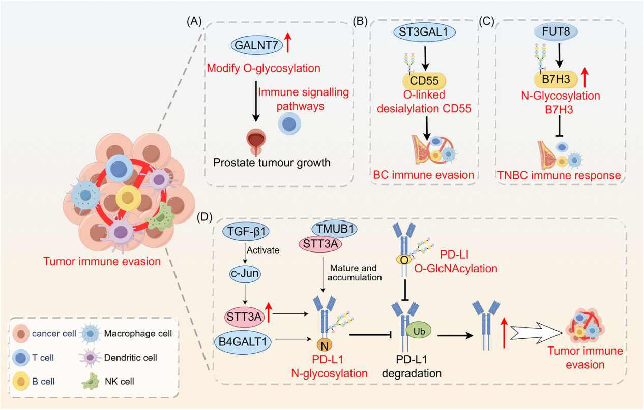 The role of glycosylation in cancer and clinical therapy