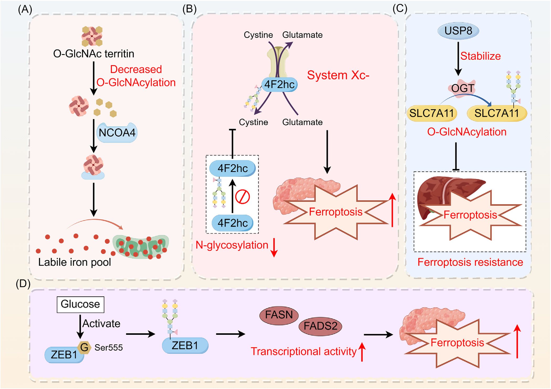 The role of glycosylation in cancer and clinical therapy