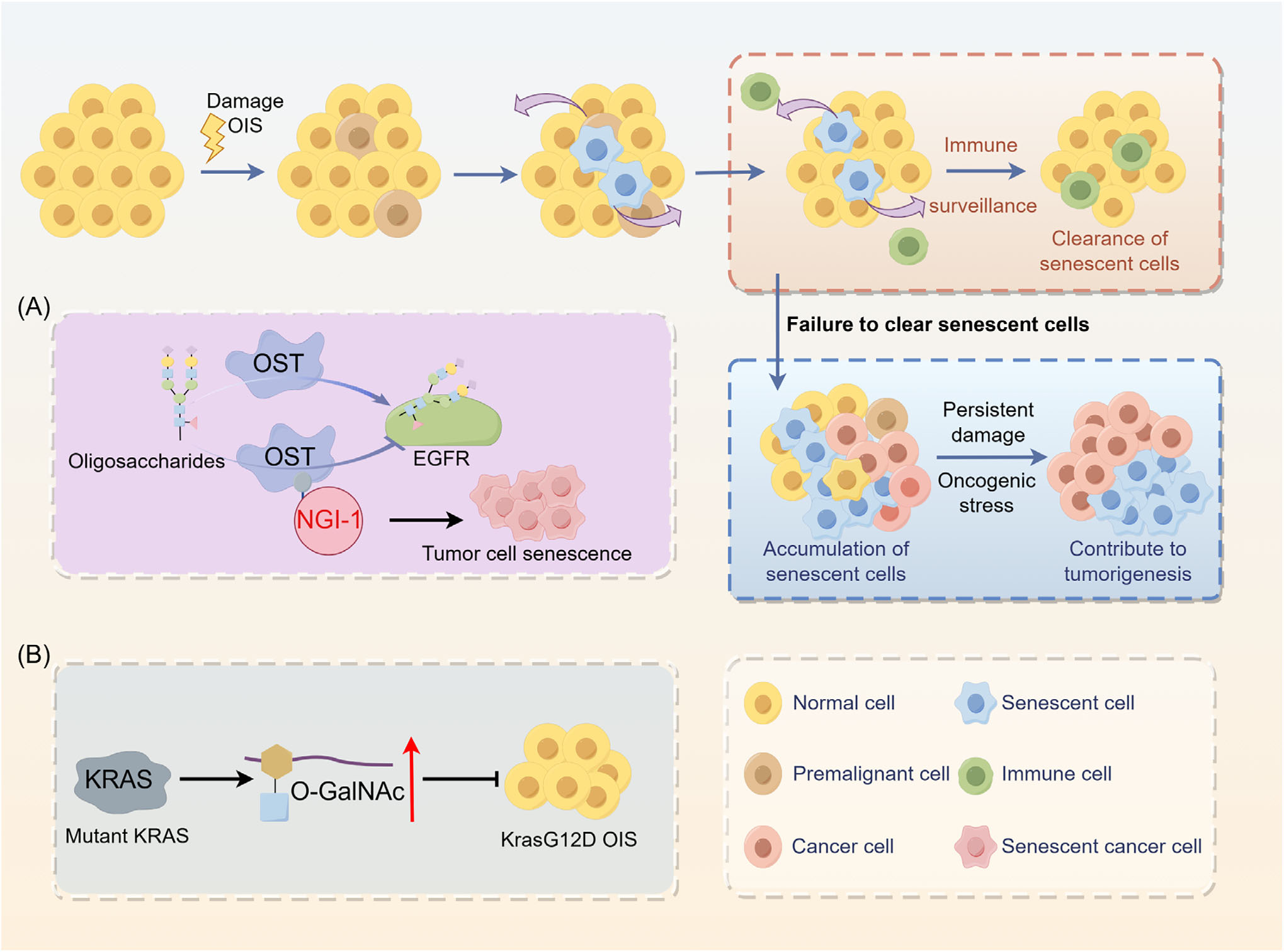 The role of glycosylation in cancer and clinical therapy