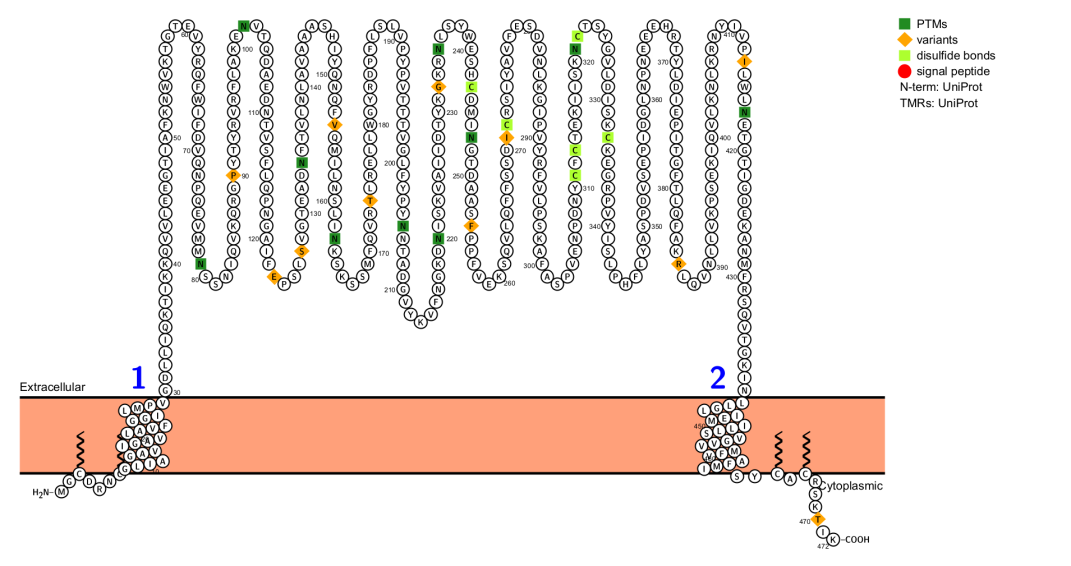 The scavenger receptor CD36