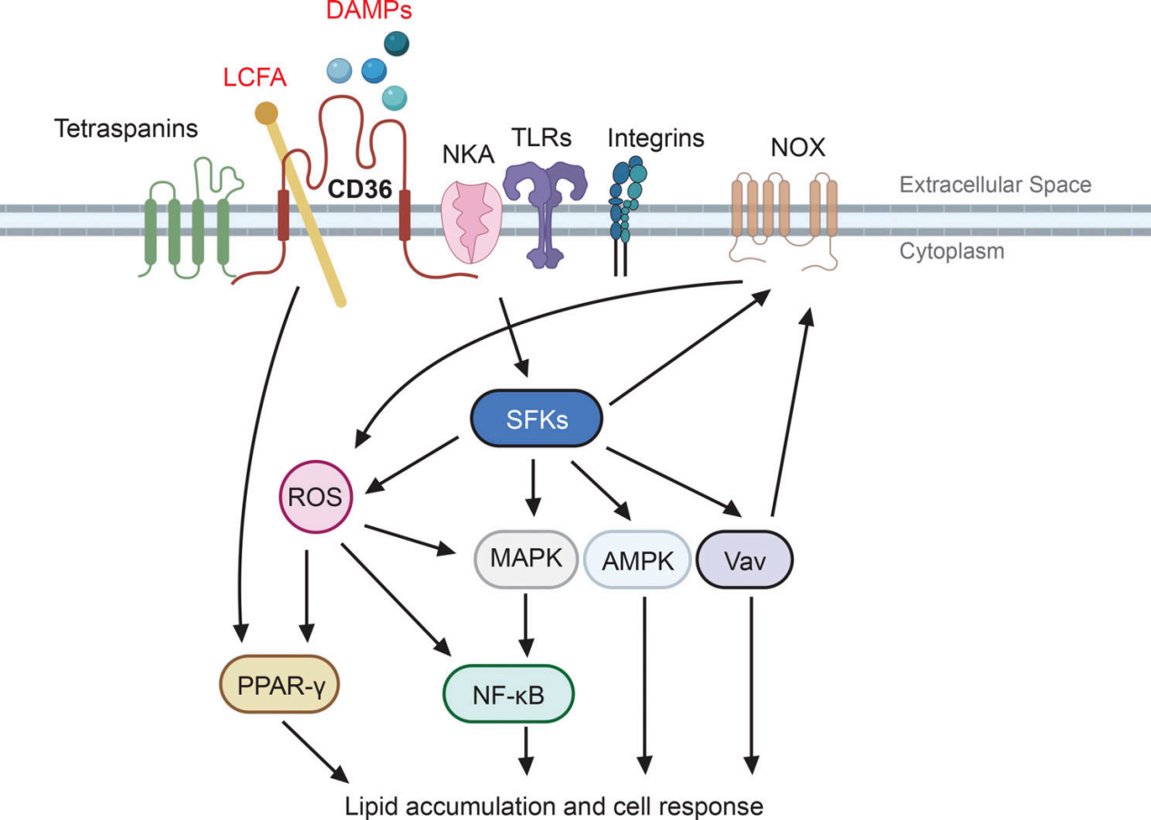 The scavenger receptor CD36