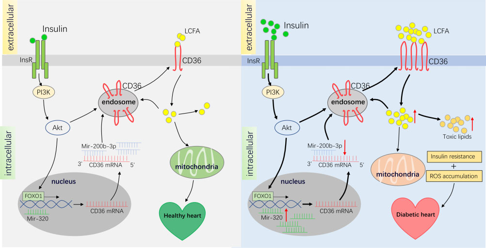 The scavenger receptor CD36