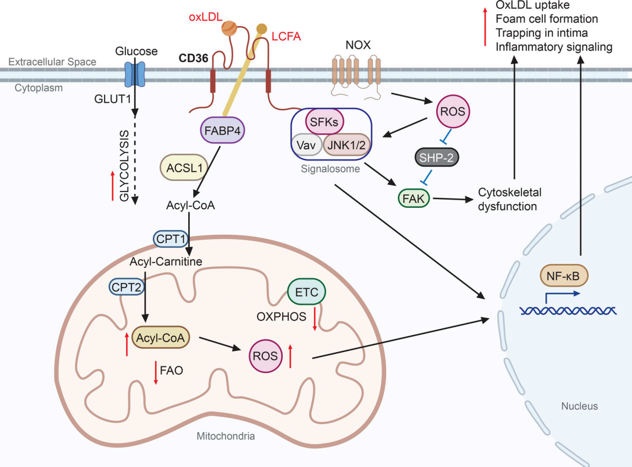 The scavenger receptor CD36