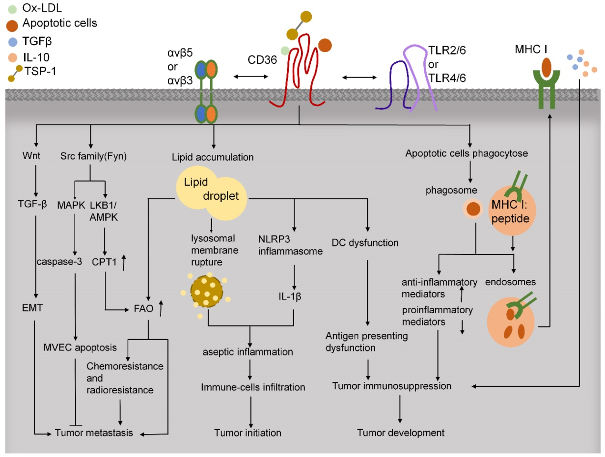 The scavenger receptor CD36