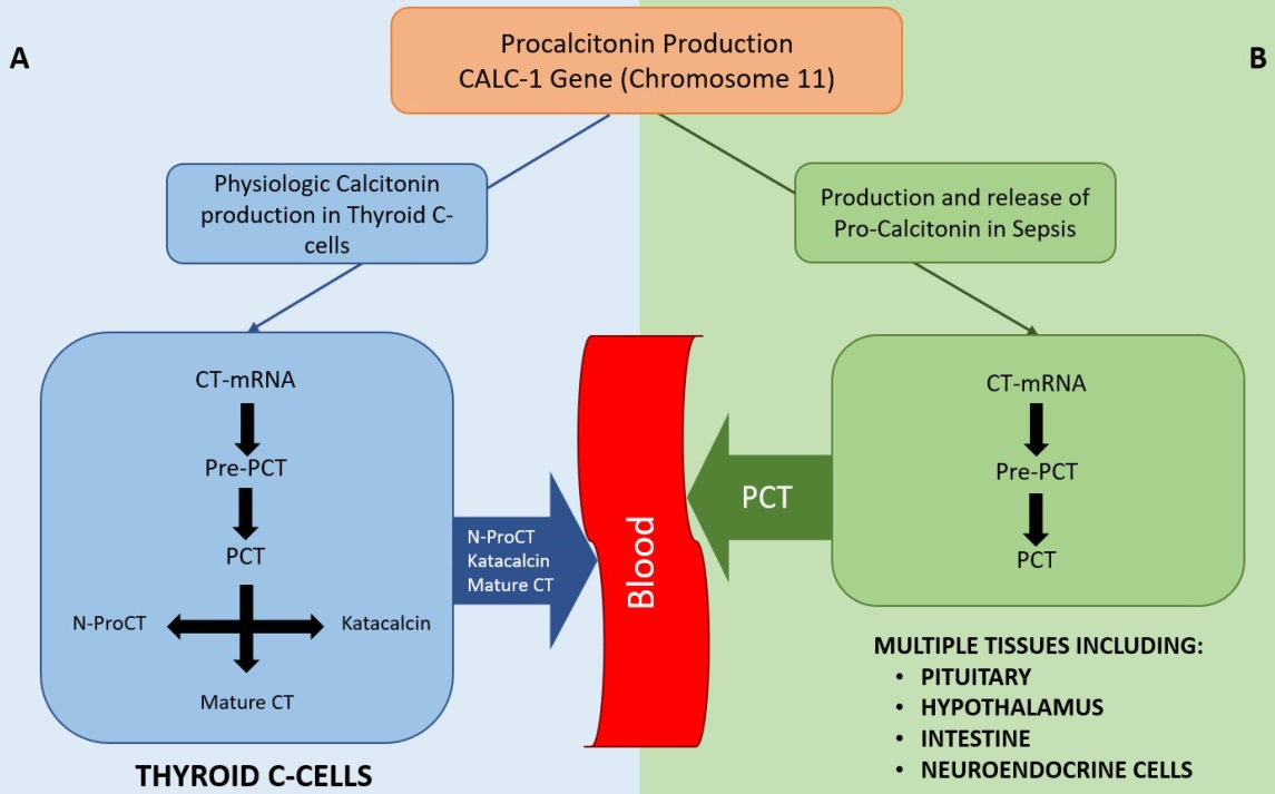 The sepsis biomarker PCT
