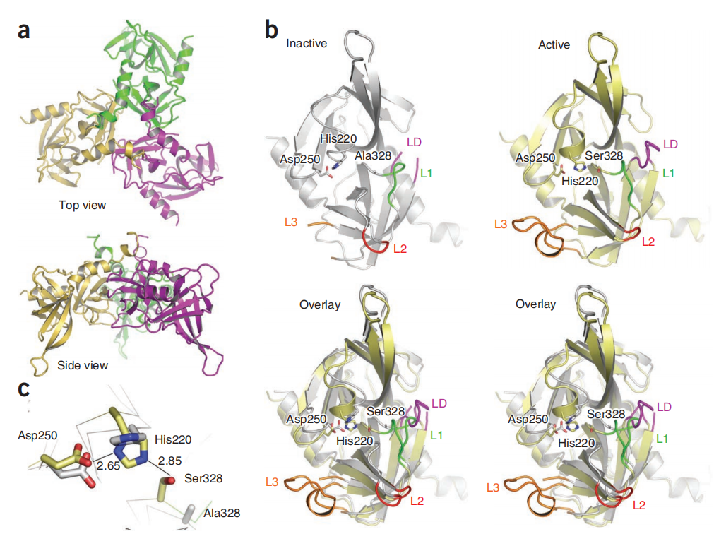 The serine protease HTRA1