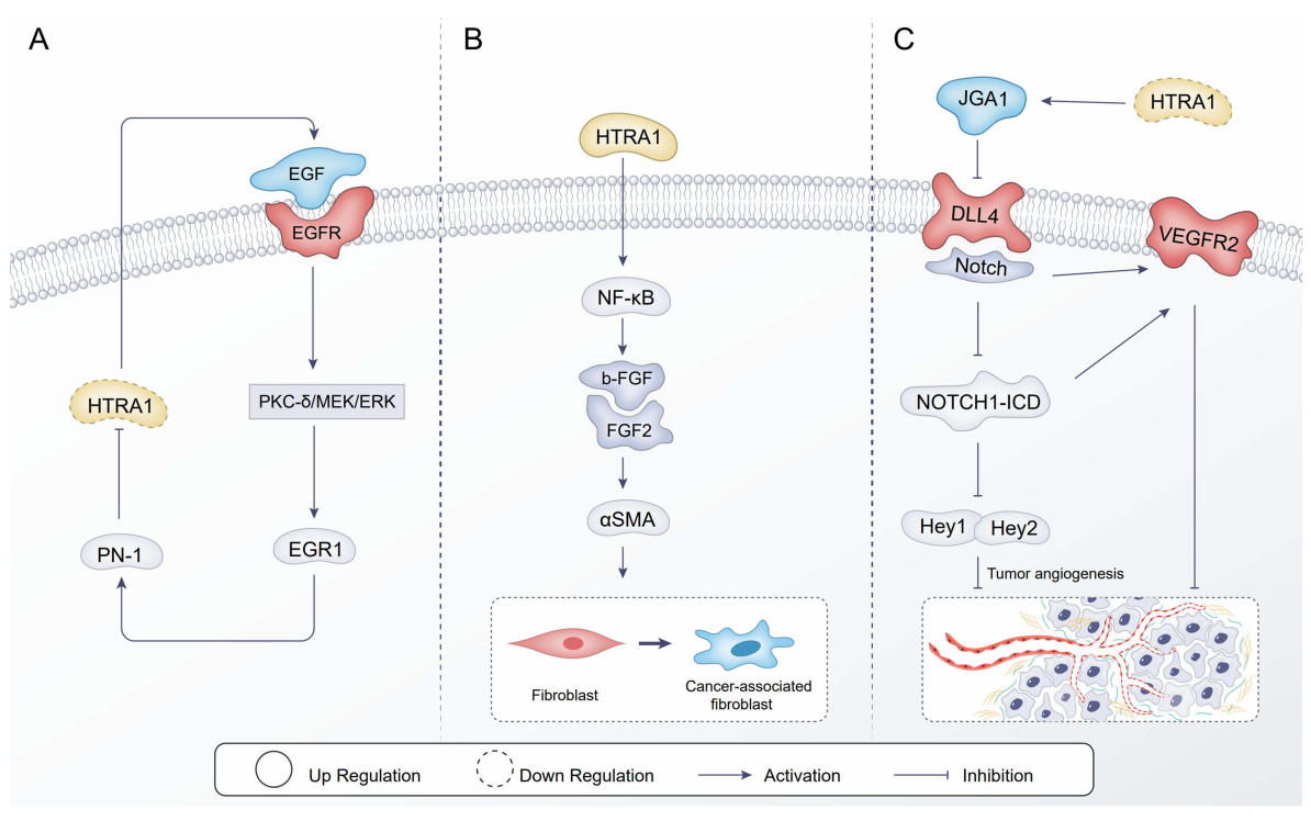 The serine protease HTRA1