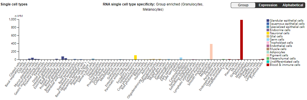 The stem cell factor receptor CD117
