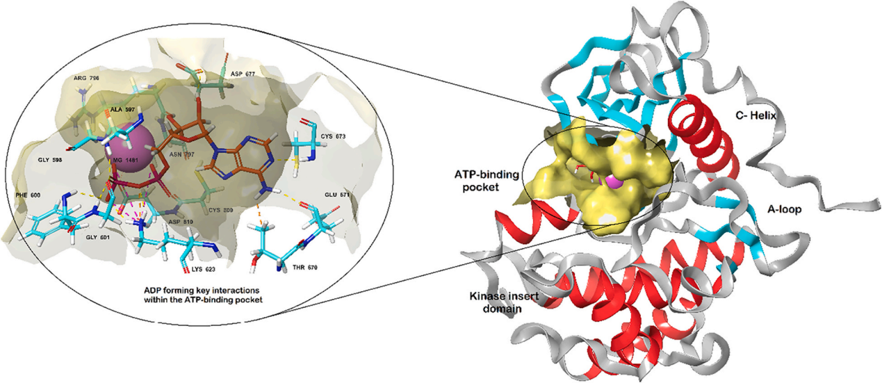 The stem cell factor receptor CD117