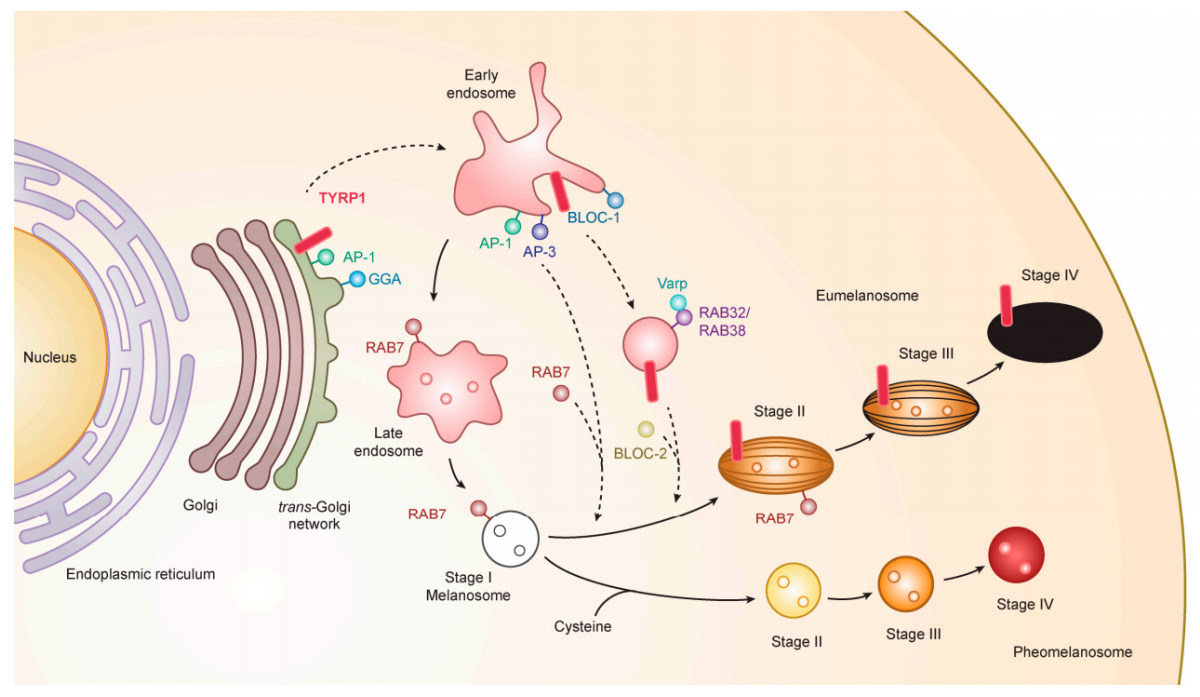 The target for regulating melanin production TYRP1