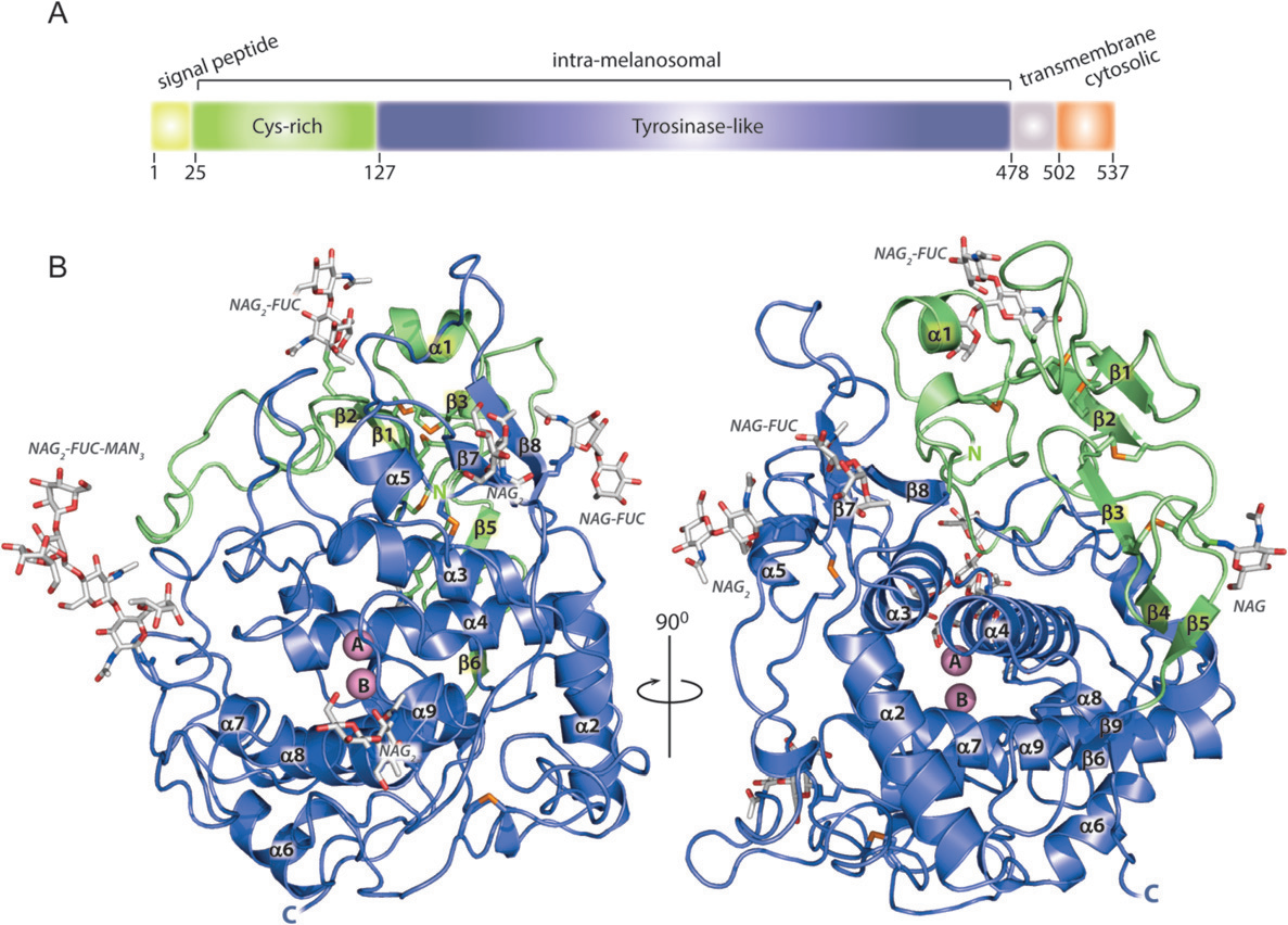 The target for regulating melanin production TYRP1