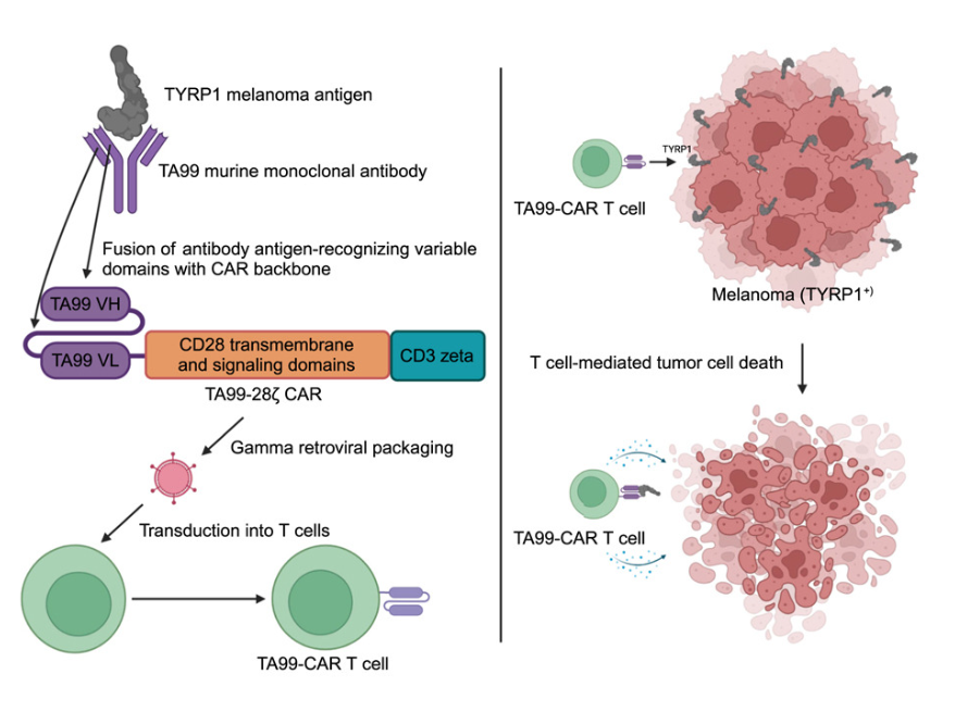 The target for regulating melanin production TYRP1