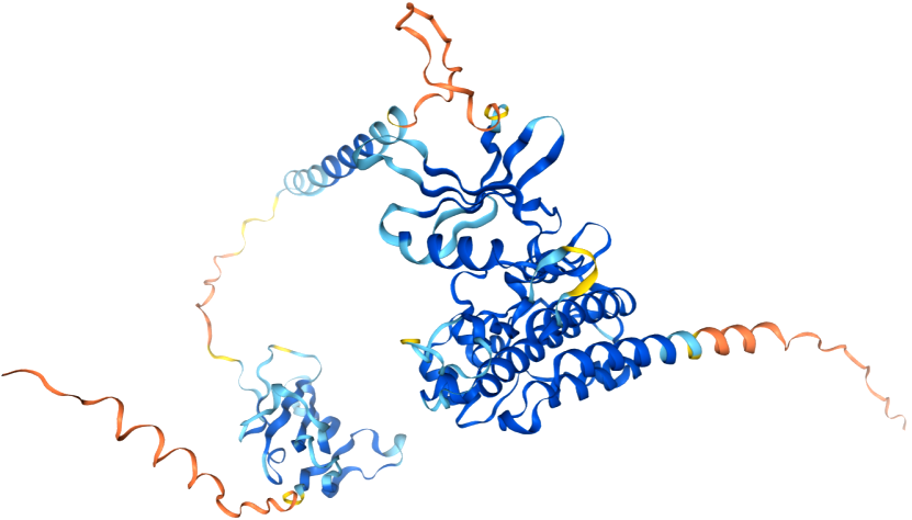 The target of Activin receptor type 2B ACVR2B