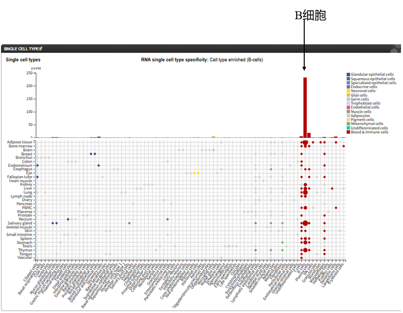 The target of B-cell activating factor receptor BAFFR